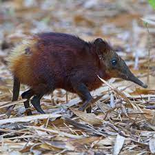 Golden Rumped Elephant Shrew A Weird Little Creature From Kenya Check Out Our Kenya Tours On Our Website Linke Weird Animals Unusual Animals Elephant Shrew