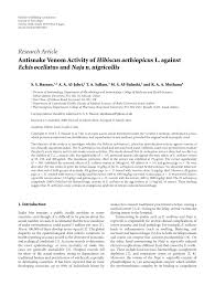 Image result for Hibiscus aethiopicus