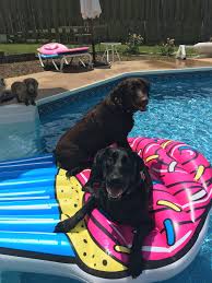 Water Dogs Labrador Black Labrador Chocolate Labrador Summer Lab Cupcake Water Dog Doggy Doggie Style