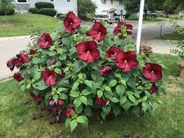 Luna Red Cold Hardy Hibiscus July 2015 Hibiscus Plant Hibiscus Bush Hibiscus Shrub
