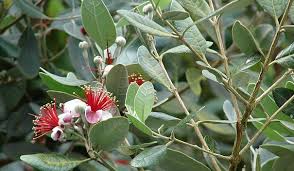 Image result for Feijoa sellowiana