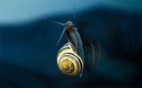 how do snails get their shells