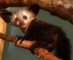 Aye Aye Duke Lemur Center Cute Small Animals Bizarre Animals Fossa Animal