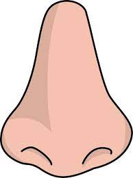 Human Nose Png Image Free Clip Art Clip Art Art