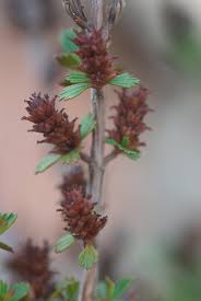 Image result for Myrothamnaceae