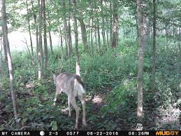 Murder of uber eats driver caught on camera, teen girls charged. Slim Long And Pic Heavy Michigan Sportsman Forum