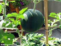 Growing Watermelons In Containers How To Grow Watermelon Sugar Baby Watermelon Watermelon Seeds