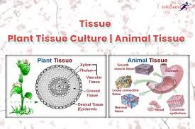 Prepared by shahab yasin and cam sally. Tissue Mcq Plant Tissue Culture Mcq Animal Tissue Mcq Jobsjaano Com
