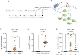 When are they the most contageous? Neuronal Hyperexcitability Is A Dlk Dependent Trigger Of Herpes Simplex Virus Reactivation That Can Be Induced By Il 1 Elife