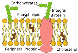 Cholesterol Is Integrated Into The Cell Membrane It Is Most Abundant Within This Part Of The Cell Cell Membrane Plasma Membrane Macromolecules