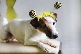 115 Jack Bee Stock Photos