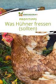 Was Huhn Frisst Und Was Besser Nicht Huhner Futter Huhner Huhnerfutter