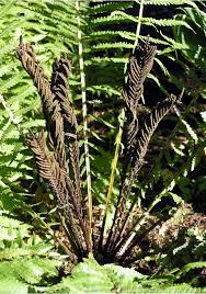 Ostrich ferns produce two types of fronds. Matteuccia Struthiopteris Fiddlehead Fern Ostrich Fern Go Botany