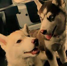 Adopt a husky near you in colorado. Husky Puppies For Adoption In Colorado Home Facebook