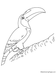 Toco Toucan Coloring Page In 2020 Coloring Pages Toco Toucan Keel Billed Toucan
