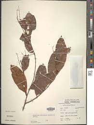 Image result for Homalium dentatum