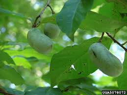 Many people also grow this tree the flowers of the tree, if successfully pollinated, then develop into the paw paw fruit. Pawpaw Tree September Tree Of The Month Ewing Township Environmental Commission