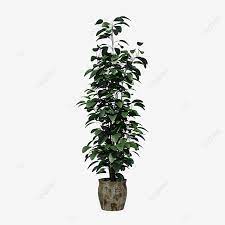 Nome piante png,piante pendenti trasparenti. Pianta Verde Fioriera Bonsai Fioriera Verde Pianta File Png E Psd Per Download Gratuito