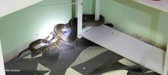 Suara ular tedung selar memanggil pasangan untuk berkembang biak. Jarang Ditemui Apm Setiu Tangkap Ular Tedung Tikus Siam Kitareporters Semua Boleh Jadi Reporter