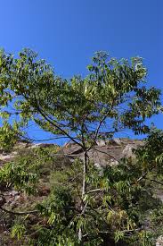 Image result for Trema orientale