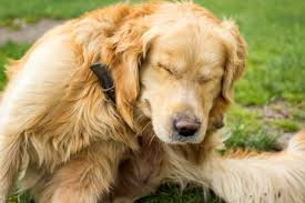 Dogs can transfer the mites to each other and pick them up from infected bedding, grooming tools, and other animals like foxes. Mange In Dogs What You Need To Know American Kennel Club