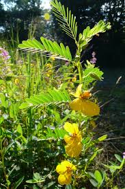 Image result for Chamaeclitandra