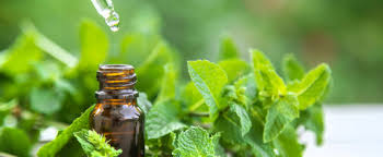 Image result for Peppermint Oil