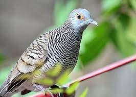 Download Suara Burung Perkutut Mp3 Bangkok Dan Lokal Terlengkap