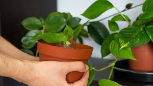 Image result for Epipremnum en casa