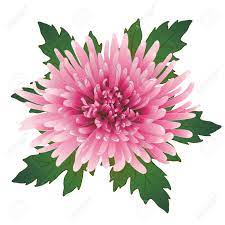 18543802 Vector Illustration With Pink Chrysanthemum Flower And Leaves Stock Vector Jpg 1300 1300