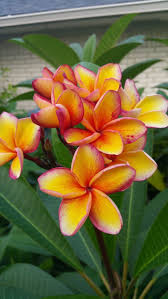 Pin By Wattersaj On Roses To Rose 1 Is It Roses Or Diamond Her Best Friend Tropical Flower Plants Plumeria Flowers Hawaii Flowers