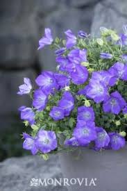 Rapido Blue Bellflower Campanula Carpatica Rapido Blue Item 40839 Usda Hardiness Zone 3 9 Low Growing Clumps Of D Monrovia Plants Bellflower Plant Plants
