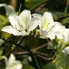 Image result for Bauhinia bowkeri
