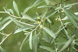 Image result for Antizoma angustifolia