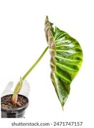 Image result for Remusatia