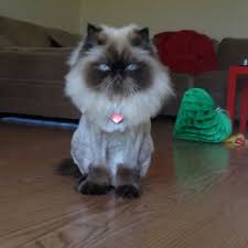 A wide variety of himalayan cat options are available to you, such as material, feature, and commercial buyer. Pin On Animals