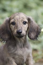 Black And Cream Mini Dachshund Mini Cream Brindle Dachshund Dachshund Brindle Dachshund Dachshund Puppies Dachshund Breed