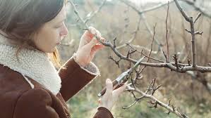 Image result for pruning plum trees