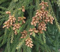Image result for Cryptomeria