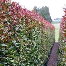 Image result for Eugenia natalitia