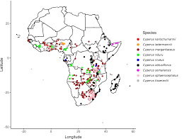 Image result for Cyperus margaritaceus