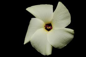 Image result for Abelmoschus