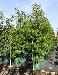 Image result for Lophostemon confertus