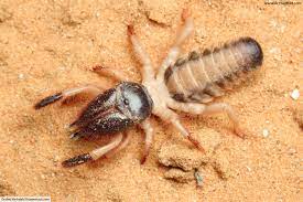 On an average, camel can survive up to 40 to 5o years. Camel Spider Facts Pictures In Depth Information Desert Arachnids