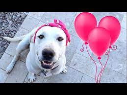 Labrador Daisy S 3rd Birthday Party Youtube