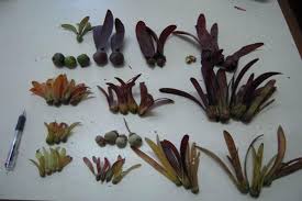 Image result for Dipterocarpaceae