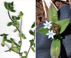 Image result for Richardia brasiliensis