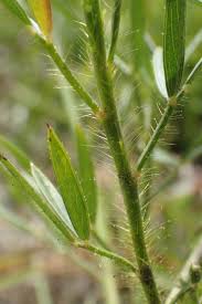 Image result for Stylosanthes