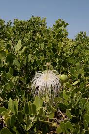 Image result for Capparis cartilaginea