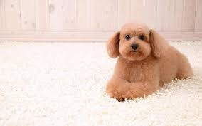 Best carpet for bedrooms with dogs. How To Choose Carpet For A Home With Pets Carpet Cleaning Indianapolis